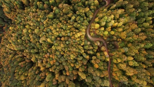 Route de montagne en automne