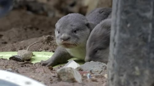 Cute otter pups looking around