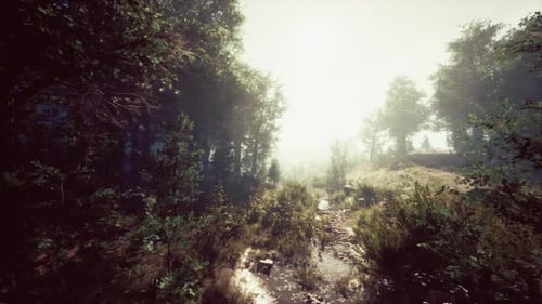 Mystical Forest with Fog and Shining Behind Trees