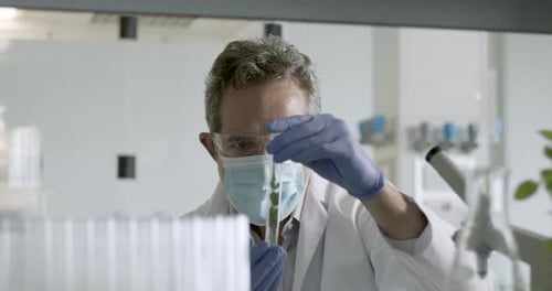 Laboratory Scientist Conducts Experiment holding test tube with plant in Science lab