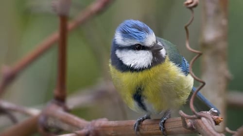 Blaumeise