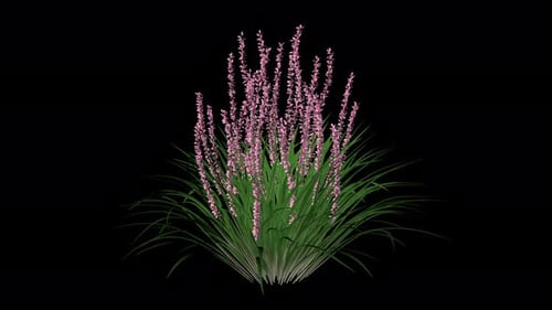 Lilyturf Flowers Growing Alpha