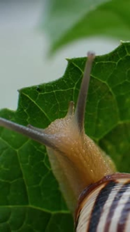 Snail Glides Gently Over Garden Leaf
