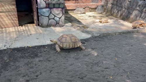 Sulcata Tortoise