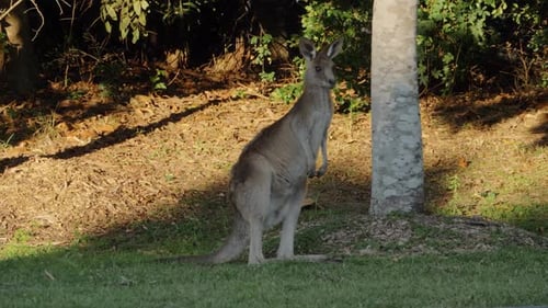 Kangaroo Standing Tall Near Tree in Wooded Area