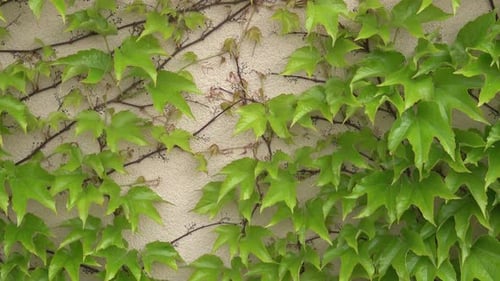 Green wall with ivy Hedera helix