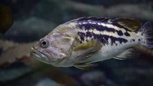 Sebastes Carnatus Swims Slowly in Dark Water in the Oceania Exotic Fish Underwater