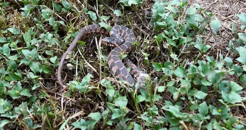 Statisches Video einer juvenilen Glattbauch-Wasserschlange Nerodia erythrogaster