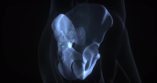 Rotating 3D Human Pelvis X-Ray Scan