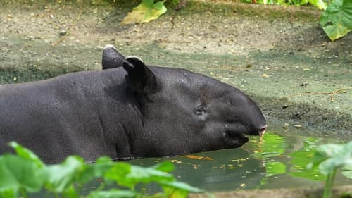 Cute Malayan tapir (tapirus indicus) bathe in the pool, cooling off from the heat, stick its tongue