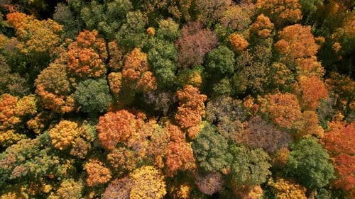 Incredible Colourful Aerial View of Forest at Autumn Over Colorful Fall Trees Top Down View