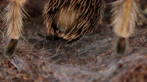 Mexican Red-Knee Tarantula from behind - close up on rear body legs and spinnerets