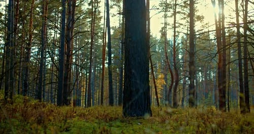 Beautiful Autumn Landscape in the Forest Tall Pines