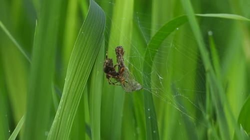 Spider eating Dragonfly - rice grass - cool.