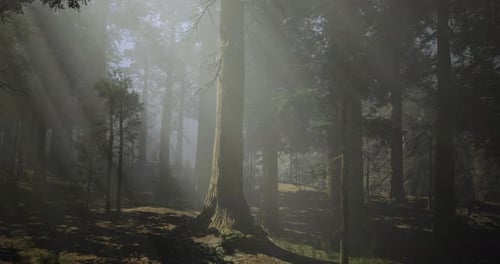 Misty Forest Landscape with Sun Rays Filtering Through Tall Trees