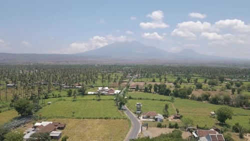 Drone footage showcases lush green plantations along a scenic coastline, adorned with tall coconut p