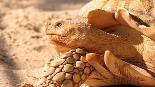 Close-up of an African Spurred Tortoise.