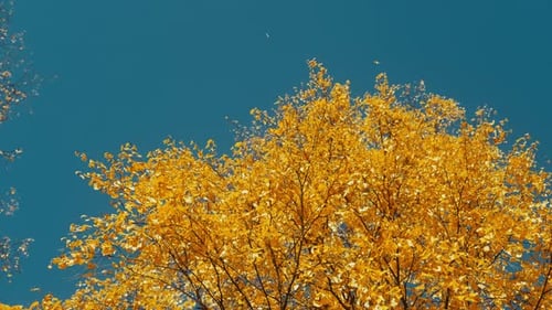 Autumn Leaves Falling Against Blue Sky