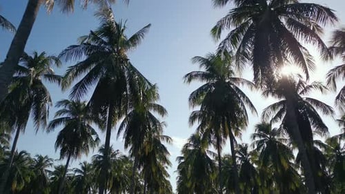 Palm Trees Swaying in Tropical Sunlight