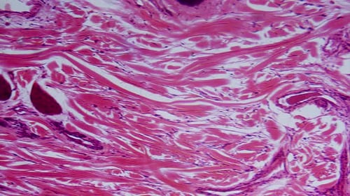 Muscle Tissue Close Up Under Microscope