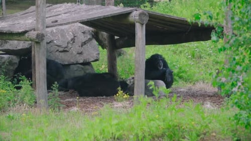 A group of apes( chimps)relaxing under a wooden shelter with a green surrounding
