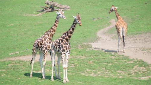 Giraffes Standing Together in a Grassy Field