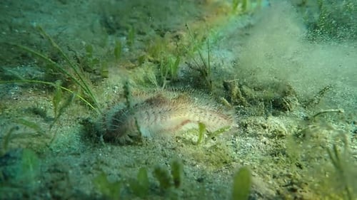Fireworm Running, FL, USA, 2K, 120fps