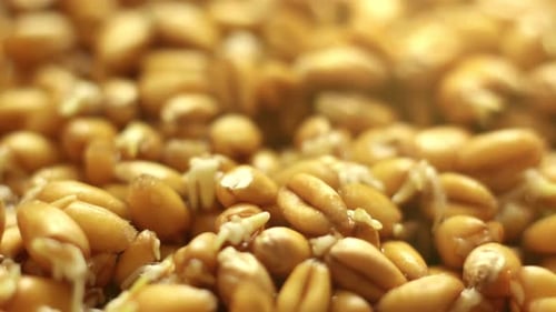 Nature Wheat Plants Growing in Beautiful Time Lapse Sprouts Germination Newborn Microgreen From Seed