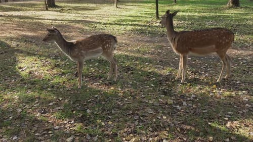 Two Whitetail spotted young deer grazing in the autumn forest slow motion. Young true deer grazing