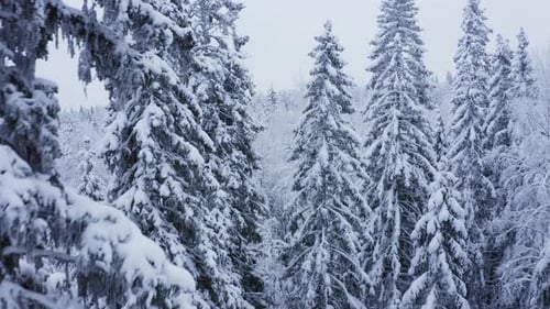 Snow Covered Trees in Winter Forest