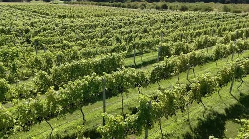 Les raisins sont prêts à être récoltés dans un vignoble du comté de Door, dans le nord-est du Wisconsin