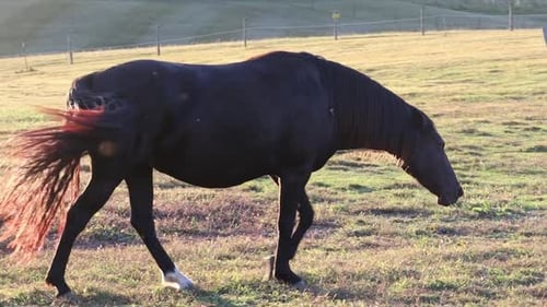 A Horse Grazing in a Field