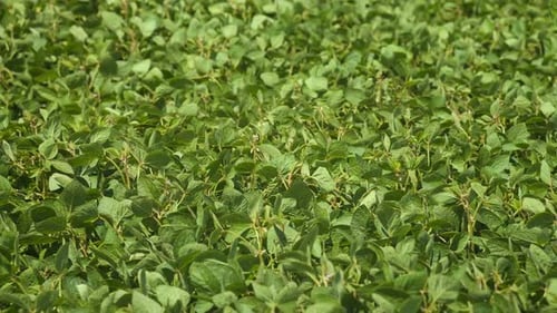 Field of Green Closeup