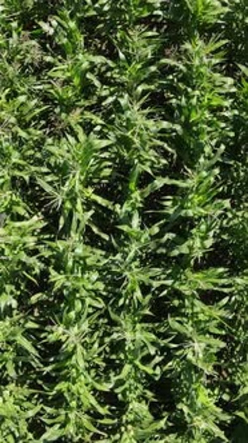Green Cornfield Aerial View