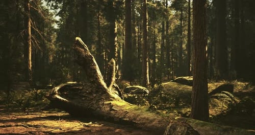 Sunlight Filters Through Trees in a Serene Forest with Fallen Logs