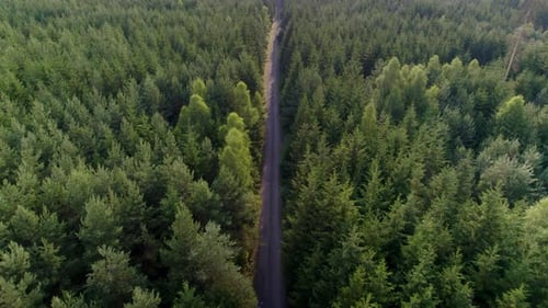 aerial drone view of a road in the middle of a forest. jungle with tall trees and homogeneous. 4K vi