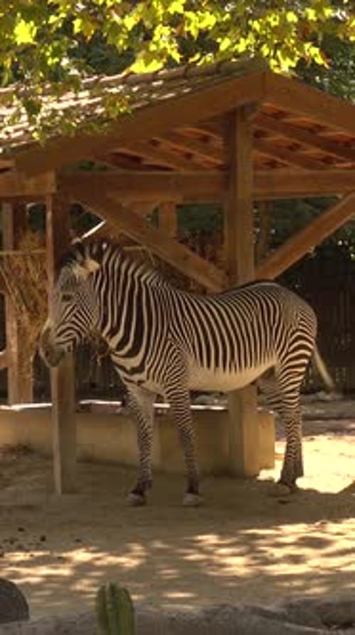 Vertical Video of zebra in zoo