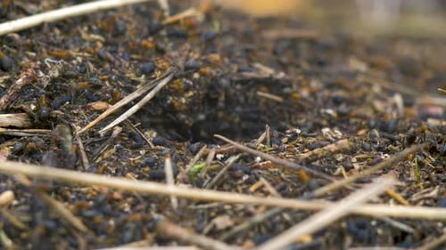 Red ants (Formica rufa) move on the nest, anthill with red wood ants in spring, work and life of ant