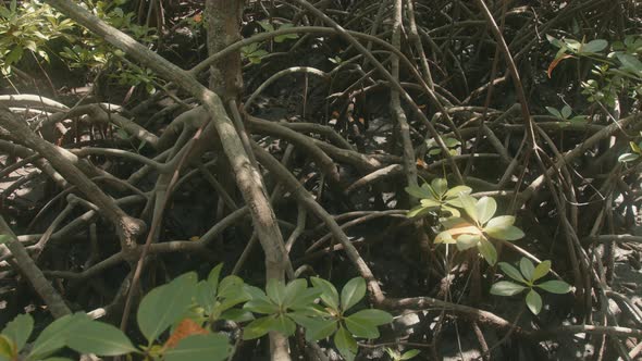 Captura de detalle estática de un manglar (un árbol exótico con raíces ...