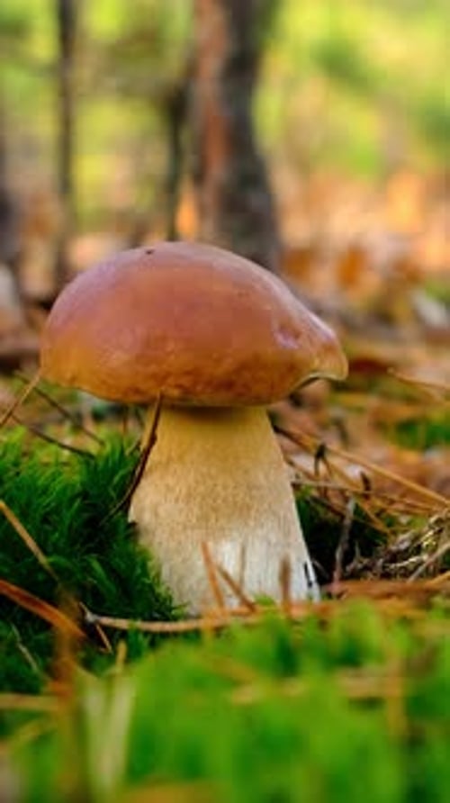 Mushroom Picking in the Forest Selective Focus