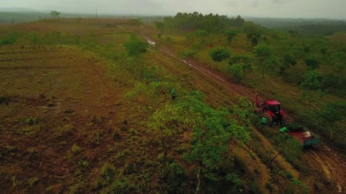 Aerial shot of field workers planting coyol palm trees from a trailer attached to a tractor, palm oi