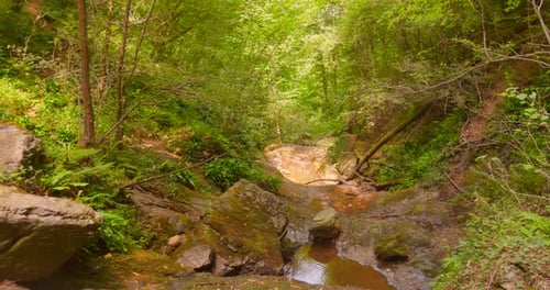River flowing through lush forest with moss-covered rocks