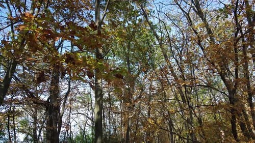 Close up View of Colorful Leaves on Tree Branches. Fall Colors. Blue Sky in the Background.