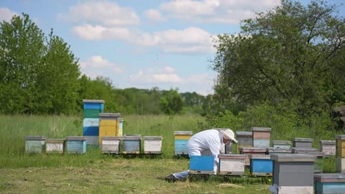 Agricultural summer insects worker in protecive suit. Male beekeeper working with beehives.