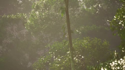 Lush Green Jungle in Morning Light with Dense Foliage and Misty Atmosphere