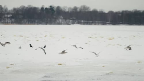 Motion of Numerous Birds Above a Frozen River in a Migration Sequence
