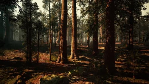 Majestic Sequoia Trees Towering in a Serene Forest During Golden Hour
