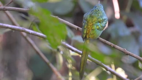 Vibrant green bird perched on thin branch in forest canopy surrounded by soft foliage