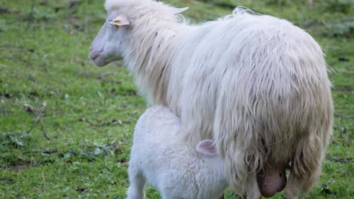 Zeitlupen-Nahaufnahme eines süßen weißen Lammes, das Milch von seiner Schafmutter auf Sardinien, Italien, trinkt