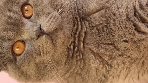 Scottish Gray Cat with Yellow Eyes on a Pink Background Vertical Video